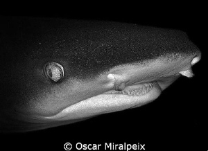 Whitetip reef shark portrait by Oscar Miralpeix 